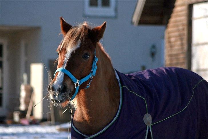 Welsh Partbred (Sec F) Sif billede 1