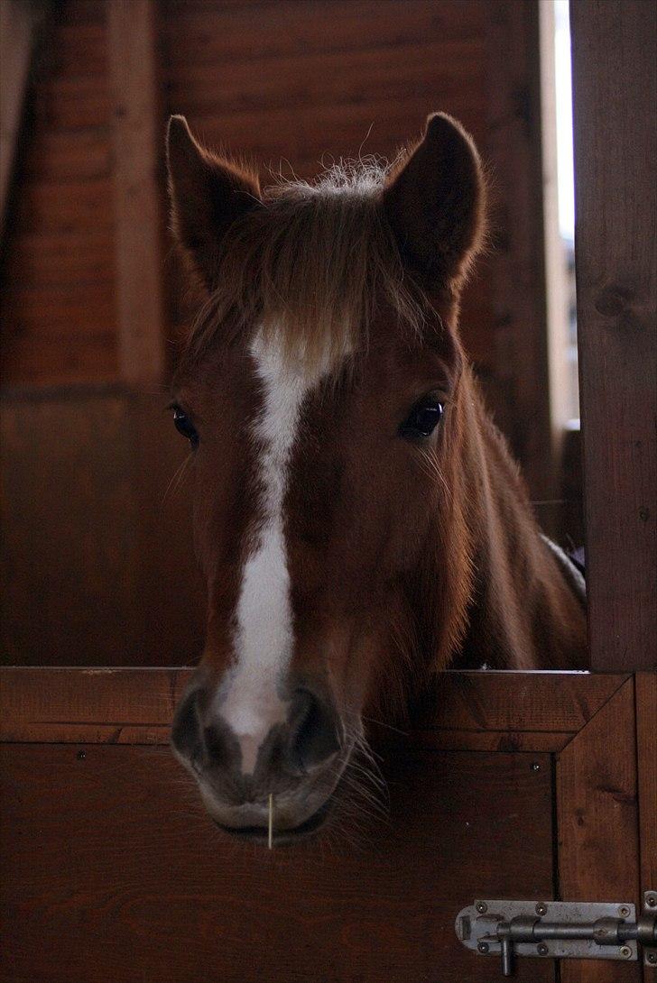 Welsh Partbred (Sec F) Sif billede 14