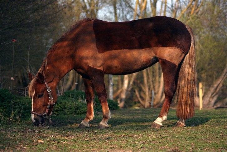 Welsh Partbred (Sec F) Sif billede 2