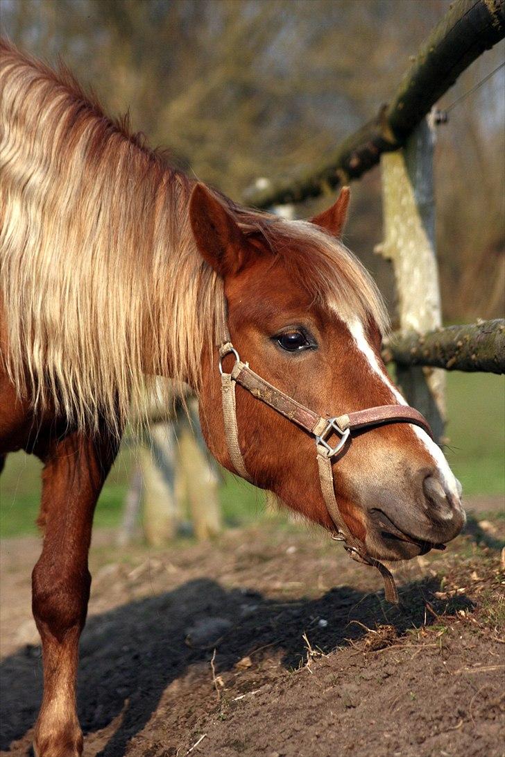 Welsh Partbred (Sec F) Sif billede 16