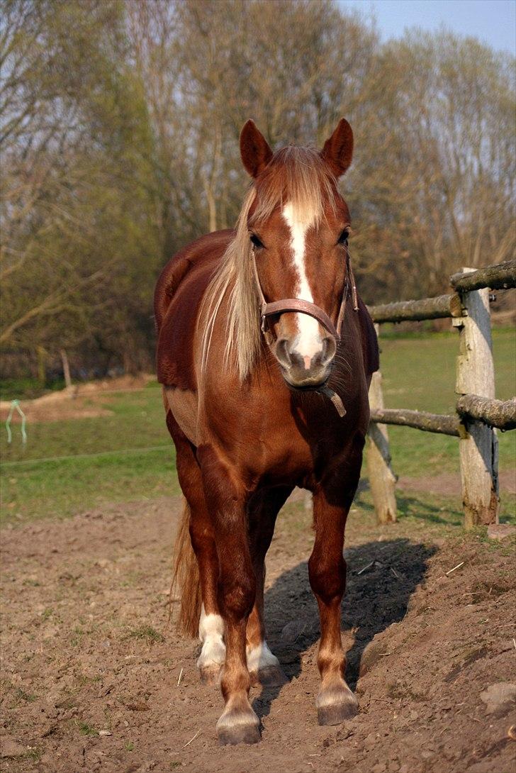 Welsh Partbred (Sec F) Sif billede 5