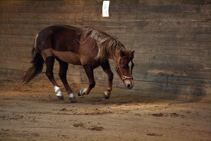 Welsh Partbred (Sec F) Sif billede 4