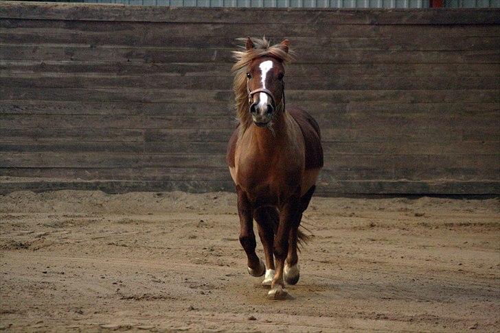 Welsh Partbred (Sec F) Sif billede 6