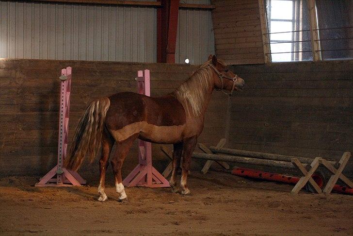 Welsh Partbred (Sec F) Sif billede 8