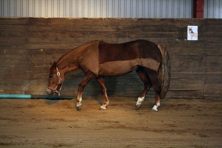 Welsh Partbred (Sec F) Sif billede 10