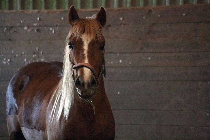 Welsh Partbred (Sec F) Sif billede 12