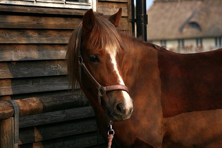 Welsh Partbred (Sec F) Sif billede 9