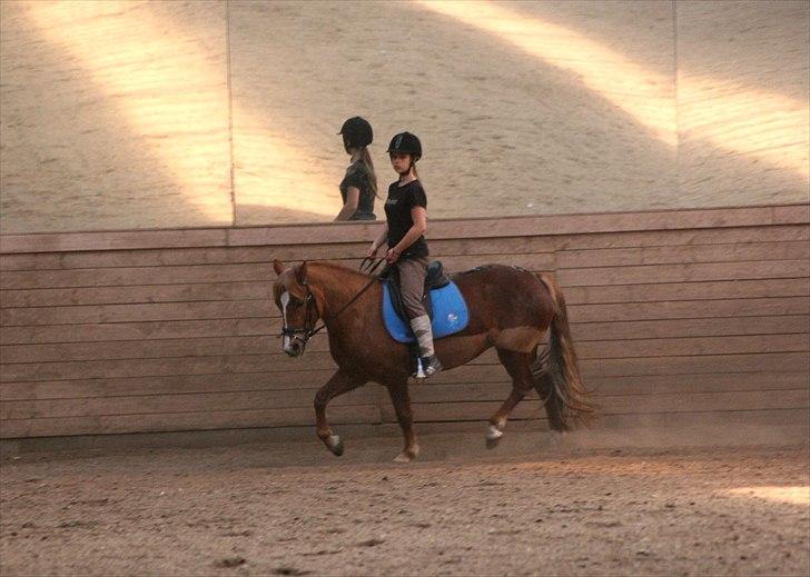 Welsh Partbred (Sec F) Sif billede 11