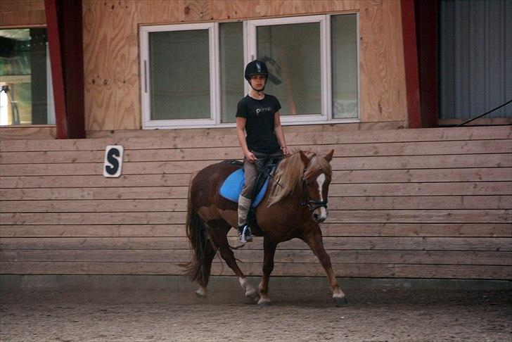 Welsh Partbred (Sec F) Sif billede 13