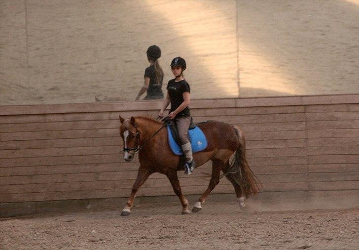 Welsh Partbred (Sec F) Sif billede 17