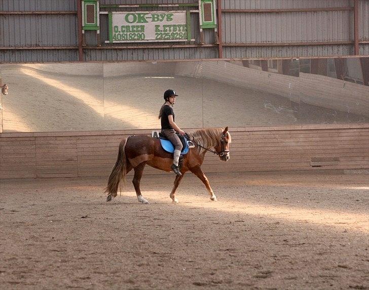 Welsh Partbred (Sec F) Sif billede 3