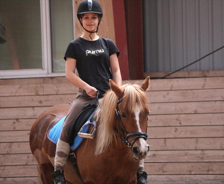 Welsh Partbred (Sec F) Sif billede 7