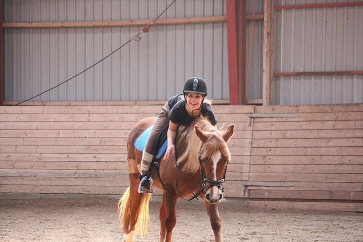 Welsh Partbred (Sec F) Sif billede 20