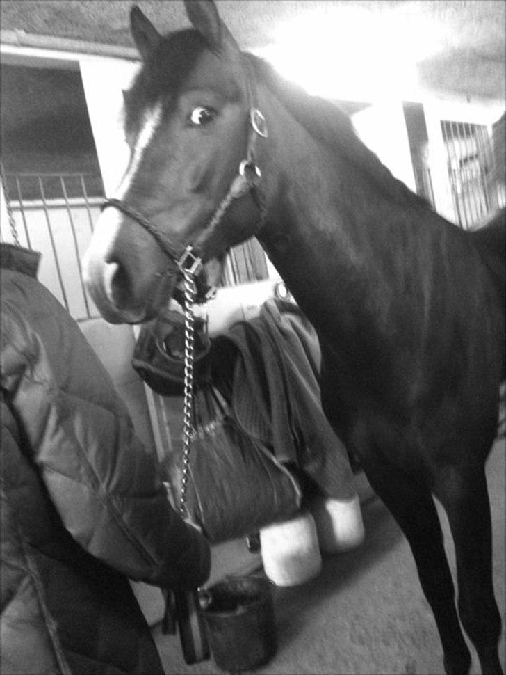 New Forest Romeos Geiger billede 6