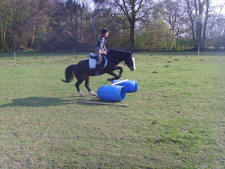 New Forest Cherie billede 17