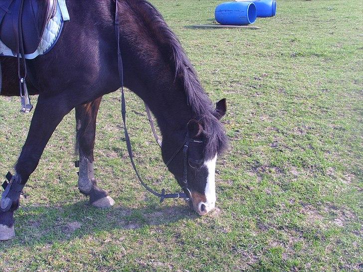 New Forest Cherie billede 4