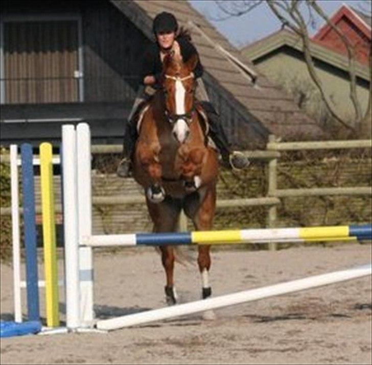 Anden særlig race Casmir (part) - 80 cm :) billede 12