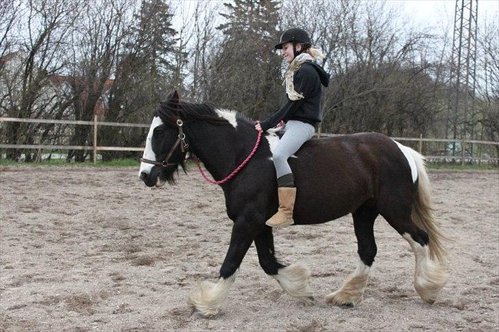 Irish Cob Ådalens Pocahontas billede 9