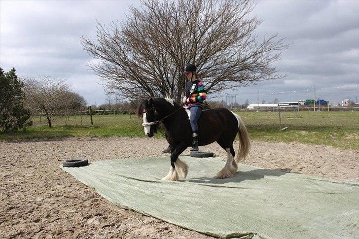Irish Cob Ådalens Pocahontas billede 10
