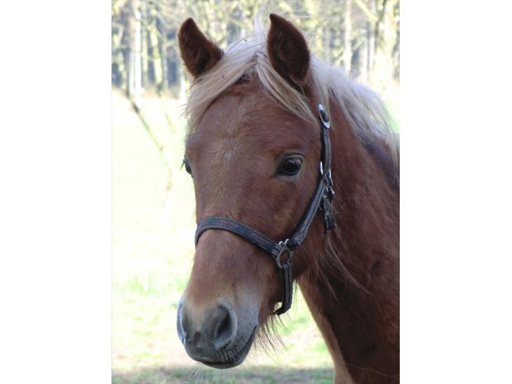 New Forest elmerhøjs hero billede 1