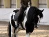 Tinker trold Rideskolehest