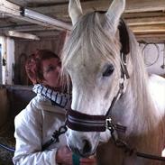 Arabisk fuldblod (OX) Safiya Bint Sawana