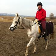 Arabisk fuldblod (OX) Safiya Bint Sawana