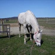 Arabisk fuldblod (OX) Safiya Bint Sawana