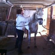 Arabisk fuldblod (OX) Safiya Bint Sawana