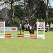 Welsh Cob (sec D) Schurings Brutus