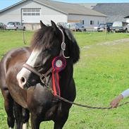 Welsh Cob (sec D) Schurings Brutus