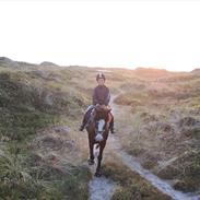 Welsh Cob (sec D) Schurings Brutus