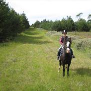Welsh Cob (sec D) Schurings Brutus