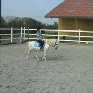 Welsh Mountain (sec A) Gribsvads Nielaus (SOLGT)