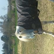 Welsh Mountain (sec A) Gribsvads Nielaus (SOLGT)