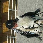 Welsh Mountain (sec A) Gribsvads Nielaus (SOLGT)