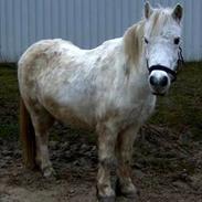 Anden særlig race Emil *part*