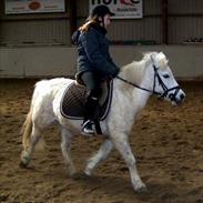 Anden særlig race Emil *part*