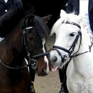 Anden særlig race Emil *part*