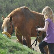 New Forest EgHolms Malou <3<3