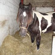 Pinto ELMELUNDS SHEVARGO