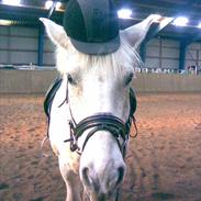 Anden særlig race Frosty