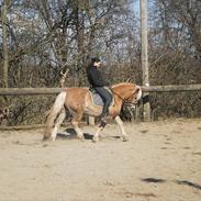 Haflinger Daisy  (Himmelhest) :(