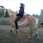 Haflinger Daisy  (Himmelhest) :(