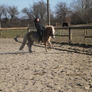 Haflinger Daisy  (Himmelhest) :(