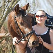 Knabstrupper Storlunds Zantino *SOLGT - slut. 2012*