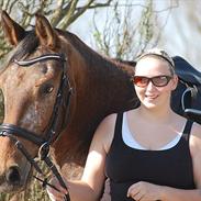 Knabstrupper Storlunds Zantino *SOLGT - slut. 2012*