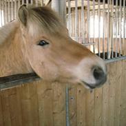 Fjordhest Kastanjegårdens Nicolaj