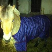 Fjordhest Kastanjegårdens Nicolaj