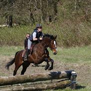 Dansk Varmblod Perle